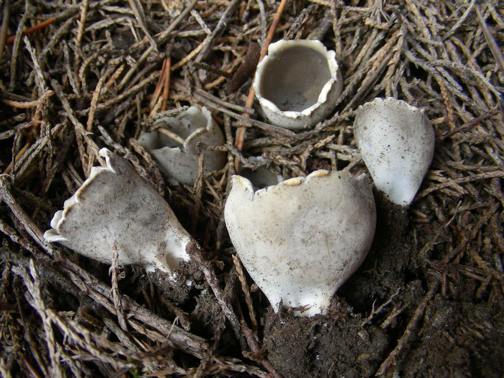 Helvella leucomelaena